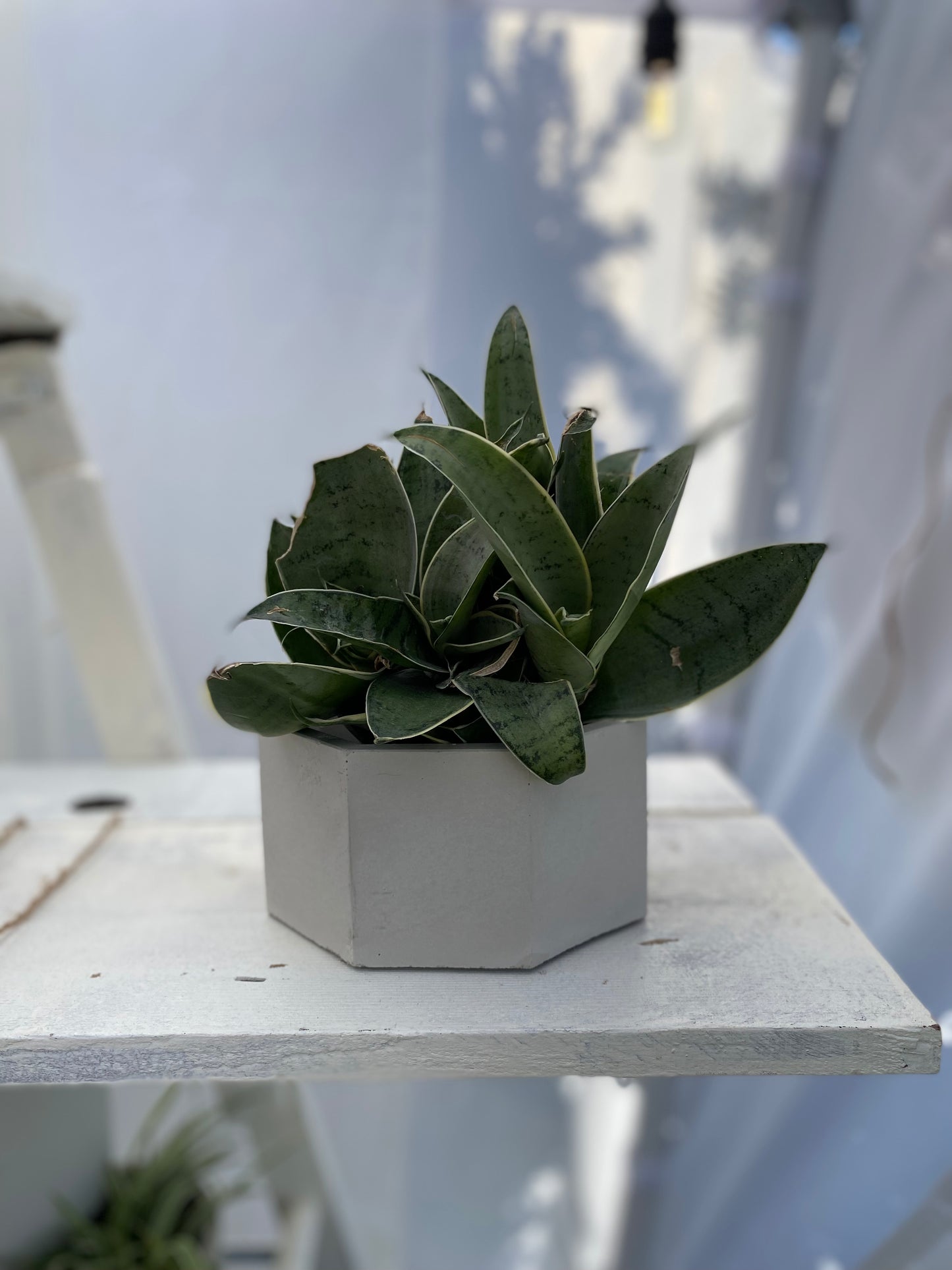 6 inch Octagonal Planter